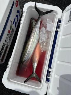 サワラの釣果