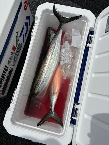 サワラの釣果