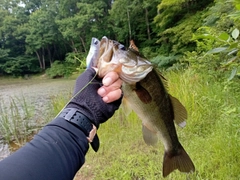 ラージマウスバスの釣果