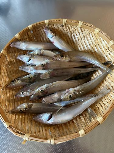 キスの釣果