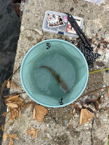 シロギスの釣果