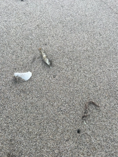 フグの釣果