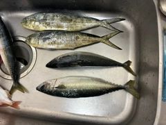 シイラの釣果