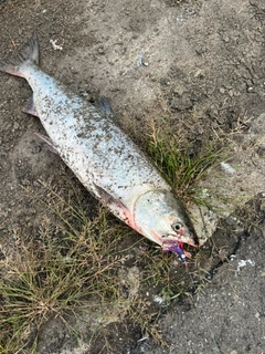 サケの釣果