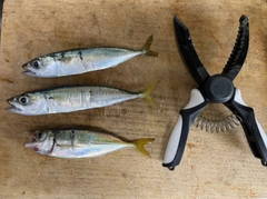 サバの釣果