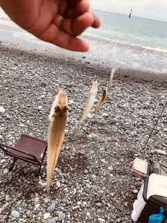 シロギスの釣果