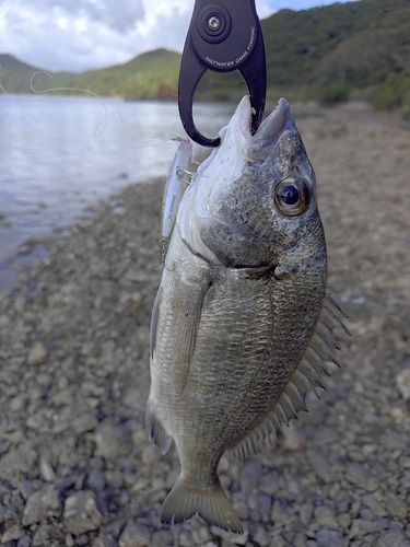 ミナミクロダイの釣果