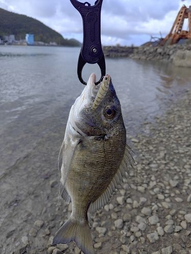 ミナミクロダイの釣果