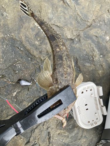 コチの釣果
