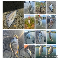 チヌの釣果