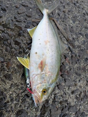 ネリゴの釣果