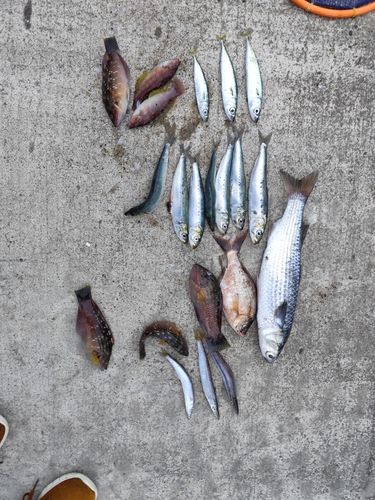 カマスの釣果