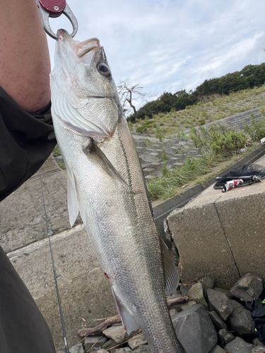 スズキの釣果