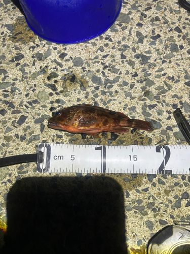 アラカブの釣果