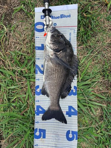 チヌの釣果