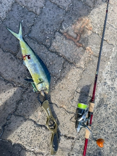 シイラの釣果