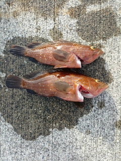 キジハタの釣果