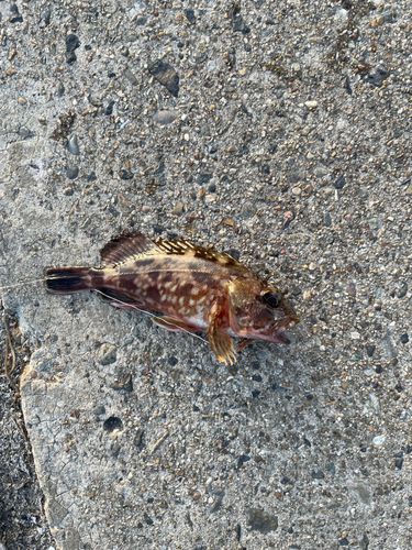セイゴ（ヒラスズキ）の釣果