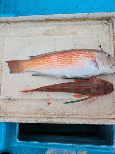 シロアマダイの釣果