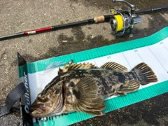 タケノコメバルの釣果