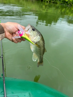 ラージマウスバスの釣果