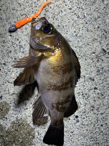 アカメバルの釣果