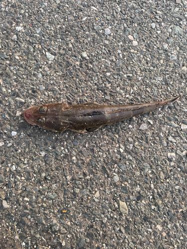 ワニゴチの釣果