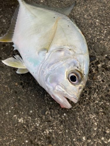 ギンガメアジの釣果