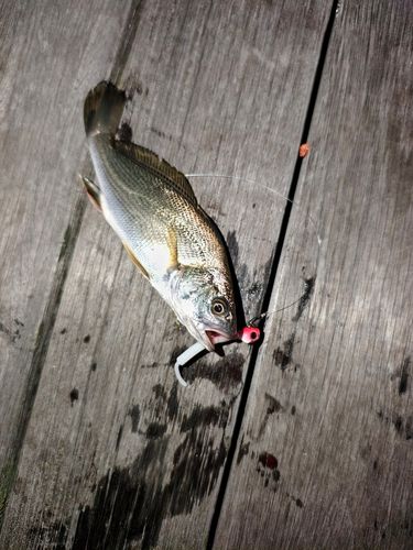 イシモチの釣果