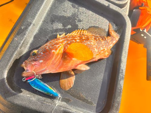 キジハタの釣果