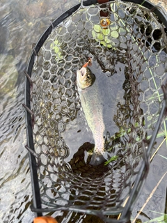 ニジマスの釣果