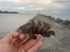キジハタの釣果
