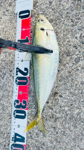 マルアジの釣果