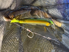アユの釣果