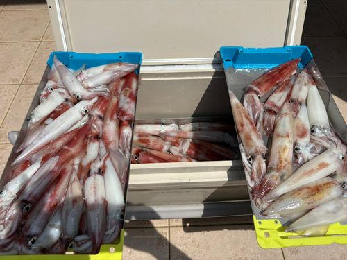 ケンサキイカの釣果