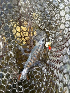 アマゴの釣果
