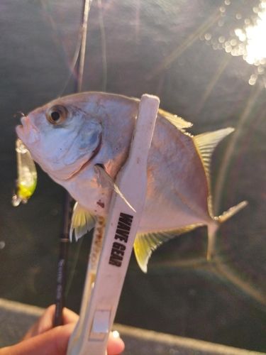 メッキの釣果