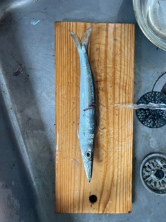 カマスの釣果