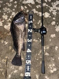 クロソイの釣果