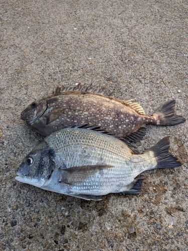 チヌの釣果