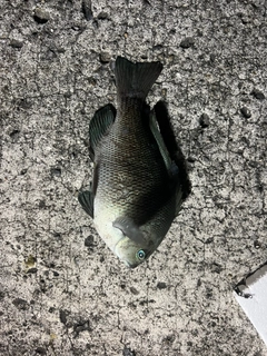 メジナの釣果