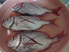 ハナダイの釣果