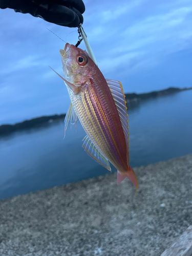 イトヨリダイの釣果