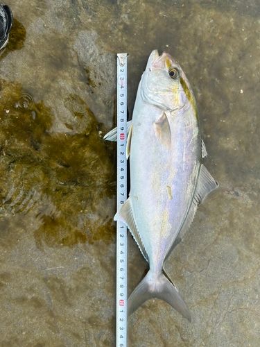 ショゴの釣果