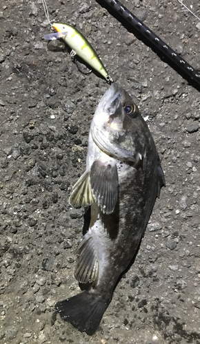 クロソイの釣果