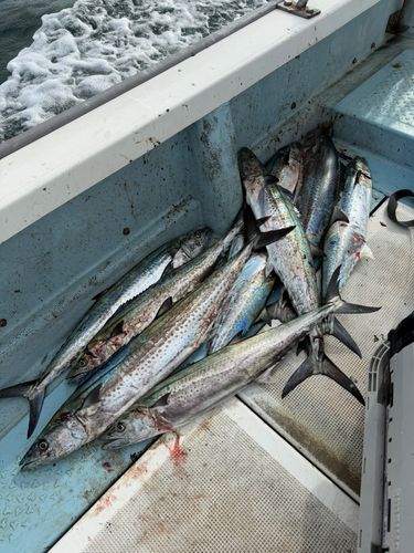 サワラの釣果