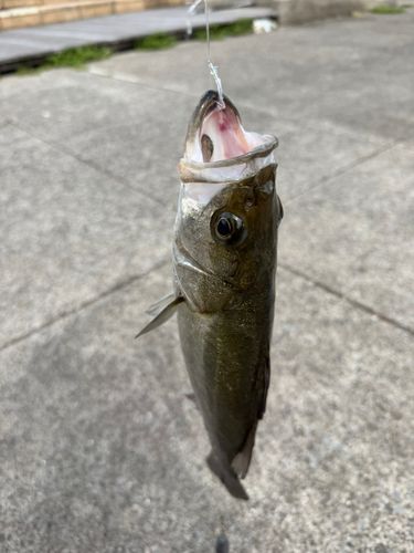 フッコ（ヒラスズキ）の釣果