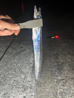 タチウオの釣果
