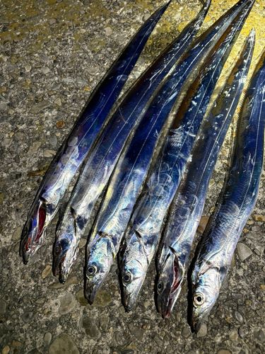 タチウオの釣果