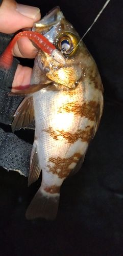 クロメバルの釣果